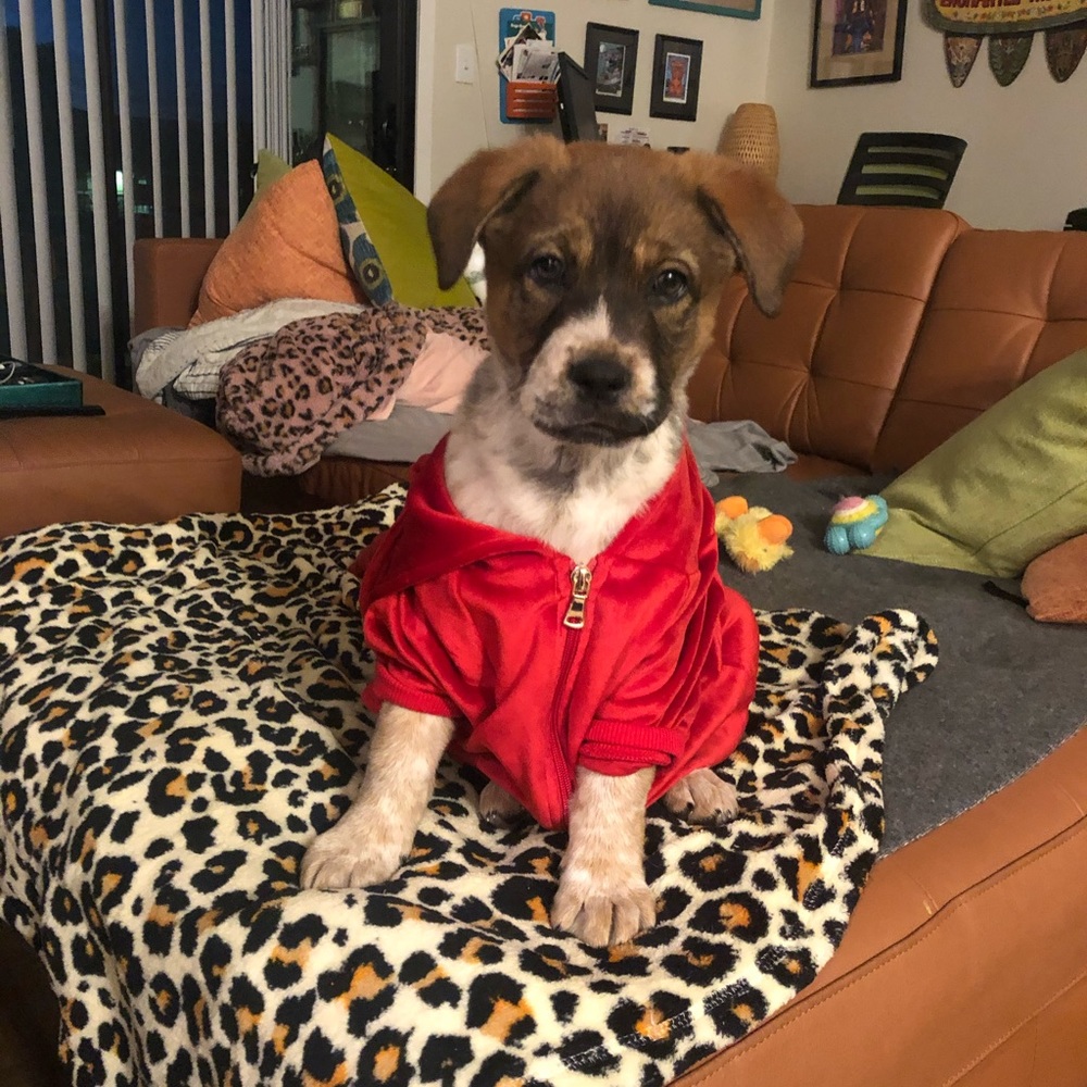 The Ruby Red Velour Hoodie for dogs. Barely used; Size L (see sizing chart)